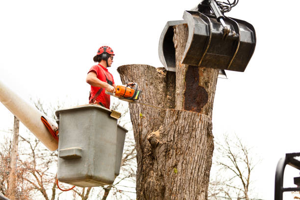 Best Tree Cabling and Bracing  in Camden, OH